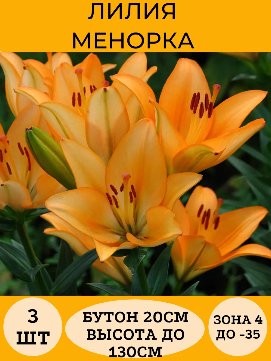 Лилии луковицы многолетние Менорка