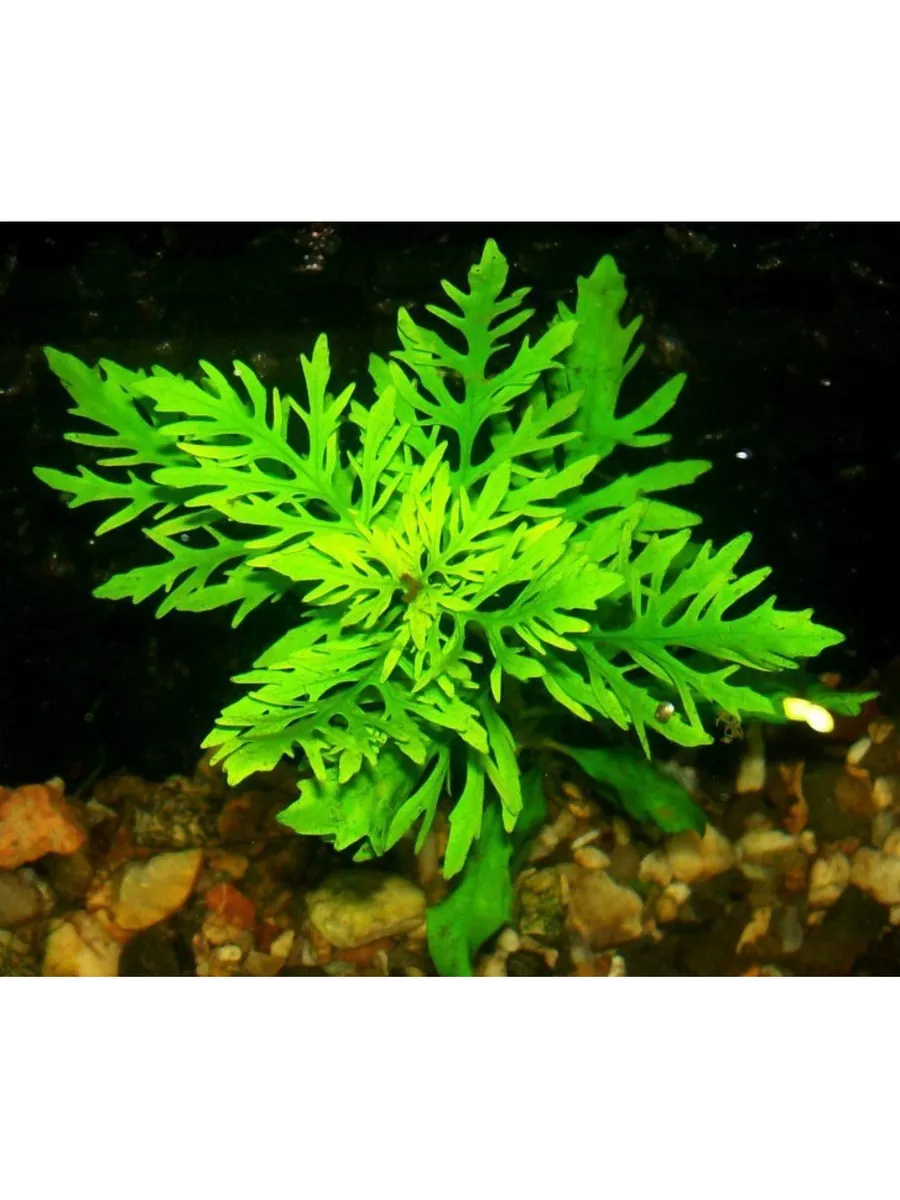 Гигрофила Синема 7 веток живое растение