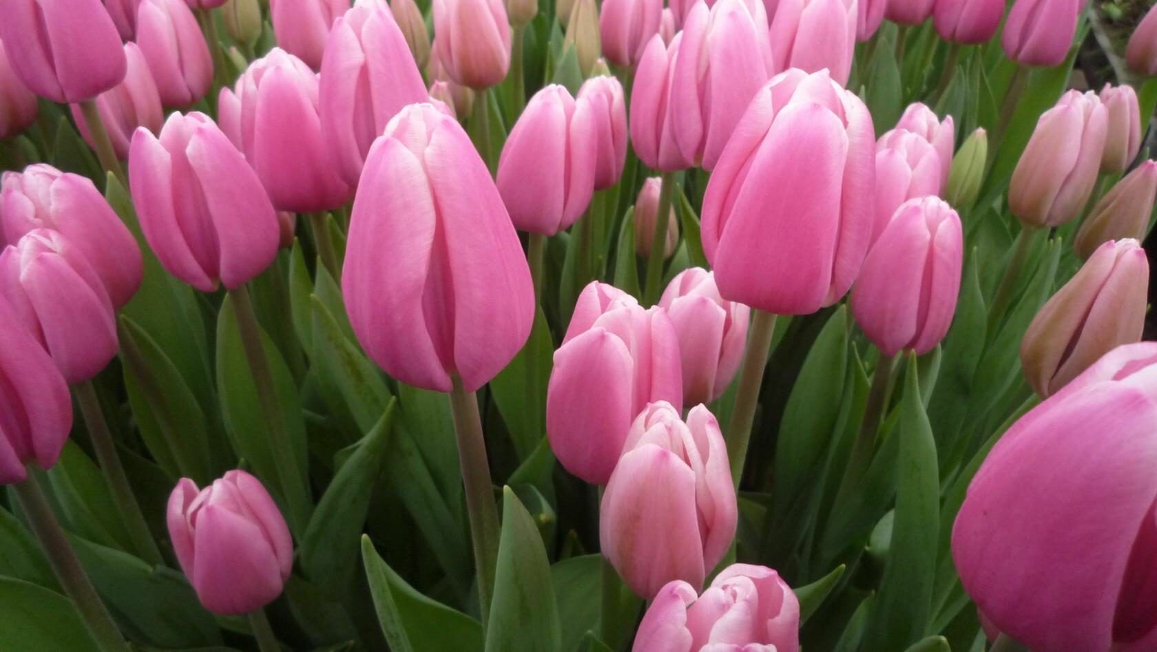 Тюльпан, луковицы Милк шейк, (4штуки)