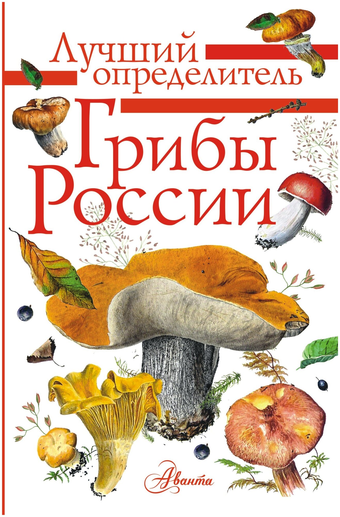  Лучший Определитель Грибы России. Грибы России. Определитель
